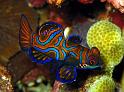 poisson mandarin - Synchiropus splendidus